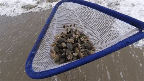 sand crab net.